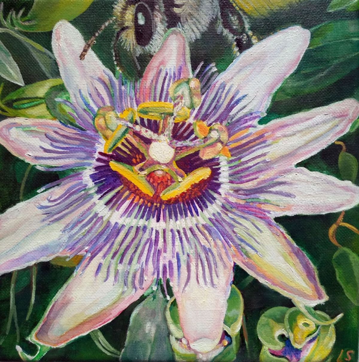Mučenka Passiflora 